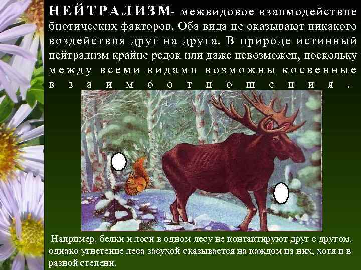 Н Е Й Т Р А Л И З М- м е ж в