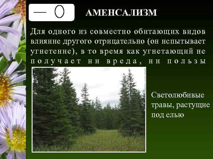 АМЕНСАЛИЗМ Для одного из совместно обитающих видов влияние другого отрицательно (он испытывает угнетение), в