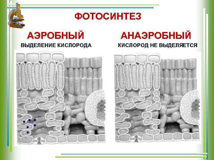 ФОТОСИНТЕЗ АЭРОБНЫЙ АНАЭРОБНЫЙ ВЫДЕЛЕНИЕ КИСЛОРОДА КИСЛОРОД НЕ ВЫДЕЛЯЕТСЯ 