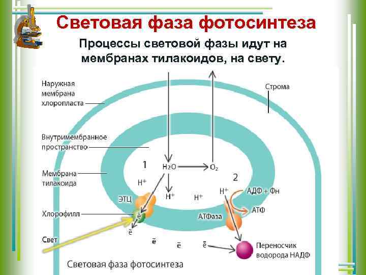 Световая фаза фотосинтеза Процессы световой фазы идут на мембранах тилакоидов, на свету. 