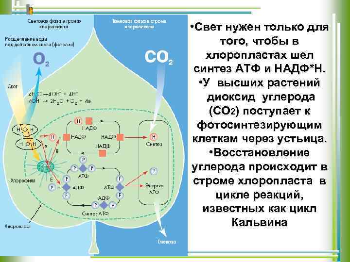 Энергия атф в процессе фотосинтеза