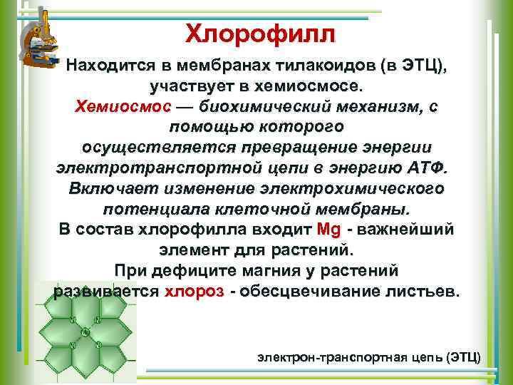 Хлорофилл Находится в мембранах тилакоидов (в ЭТЦ), участвует в хемиосмосе. Хемиосмос — биохимический механизм,