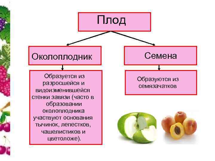 Плод Околоплодник Образуется из разросшейся и видоизменившейся стенки завязи (часто в образовании околоплодника участвуют