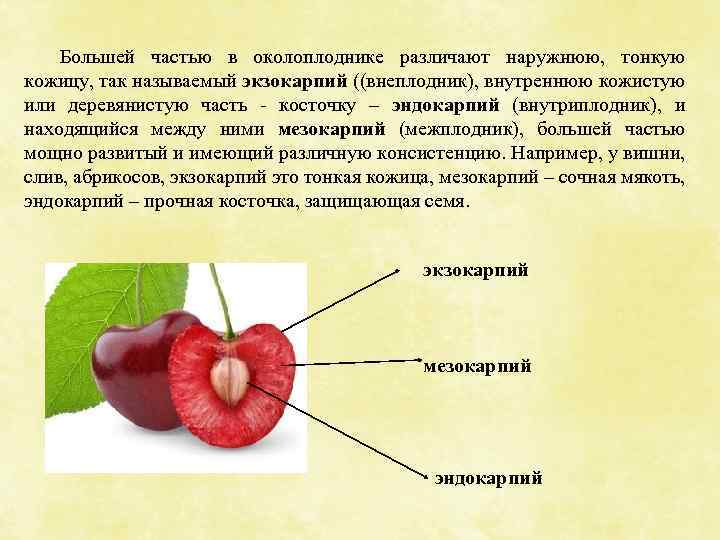 Большей частью в околоплоднике различают наружнюю, тонкую кожицу, так называемый экзокарпий ((внеплодник), внутреннюю кожистую