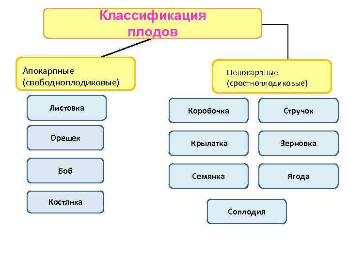 Классификация плодов Апокарпные (свободноплодиковые) Листовка Орешек Боб Костянка Ценокарпные (сростноплодиковые) Коробочка Стручок Крылатка Зерновка