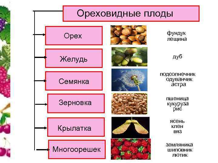 Ореховидные плоды Орех фундук лещина Желудь дуб Семянка подсолнечник одуванчик астра Зерновка пшеница кукуруза