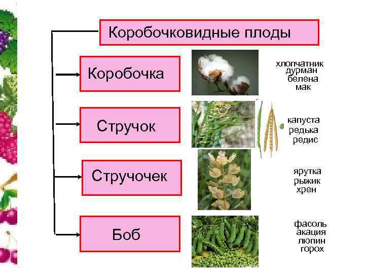 Коробочковидные плоды Коробочка Стручок Стручочек Боб хлопчатник дурман белена мак капуста редька редис ярутка