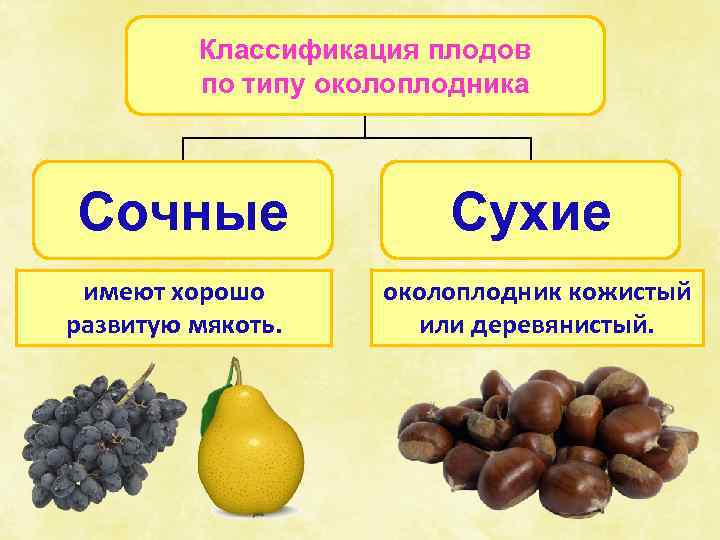 Классификация плодов по типу околоплодника Сочные имеют хорошо развитую мякоть. Сухие околоплодник кожистый или