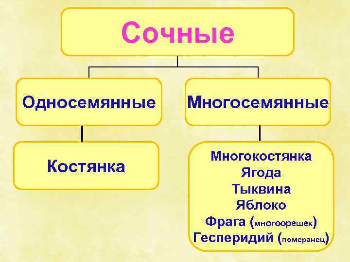 Сочные Односемянные Костянка Многосемянные Многокостянка Ягода Тыквина Яблоко Фрага (многоорешек) Гесперидий (померанец) 