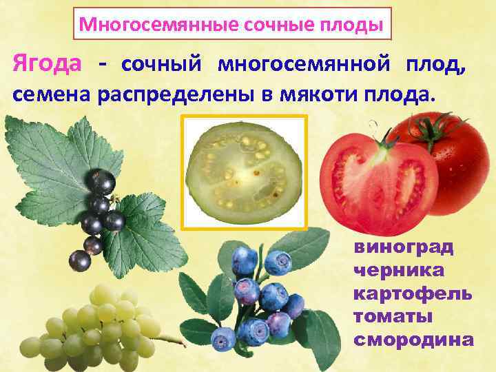 Многосемянные сочные плоды Ягода - сочный многосемянной плод, семена распределены в мякоти плода. виноград