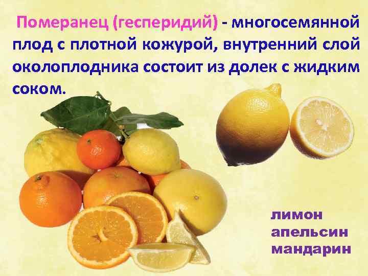 Померанец (гесперидий) - многосемянной плод с плотной кожурой, внутренний слой околоплодника состоит из долек