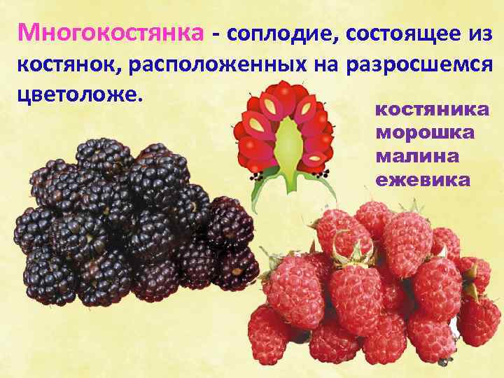 Многокостянка - соплодие, состоящее из костянок, расположенных на разросшемся цветоложе. костяника морошка малина ежевика
