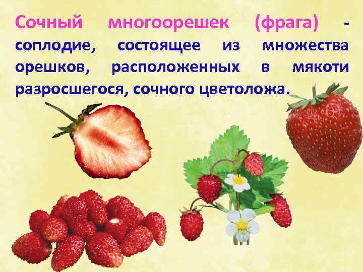 Сочный многоорешек (фрага) соплодие, состоящее из множества орешков, расположенных в мякоти разросшегося, сочного цветоложа.