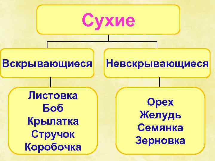 Сухие Вскрывающиеся Листовка Боб Крылатка Стручок Коробочка Невскрывающиеся Орех Желудь Семянка Зерновка 