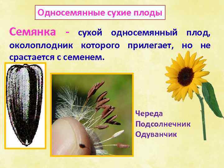 Односемянные сухие плоды Семянка - сухой односемянный плод, околоплодник которого прилегает, но не срастается