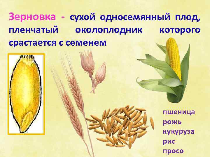 Зерновка - сухой односемянный плод, пленчатый околоплодник срастается с семенем которого пшеница рожь кукуруза