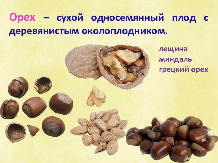 Орех – сухой односемянный плод с деревянистым околоплодником. лещина миндаль грецкий орех 