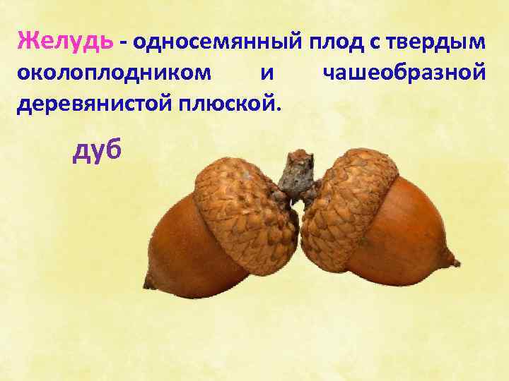 Желудь - односемянный плод с твердым околоплодником и деревянистой плюской. дуб чашеобразной 