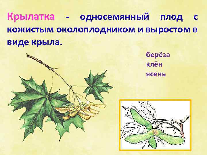 Крылатка - односемянный плод с кожистым околоплодником и выростом в виде крыла. берёза клён