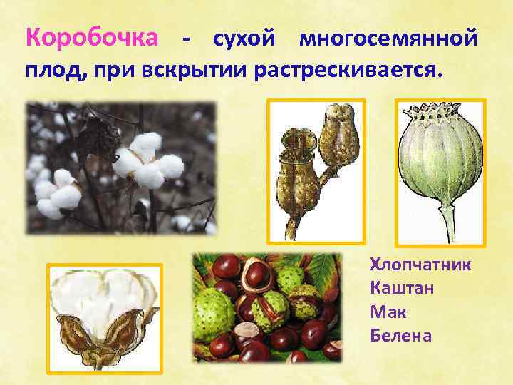Коробочка - сухой многосемянной плод, при вскрытии растрескивается. Хлопчатник Каштан Мак Белена 