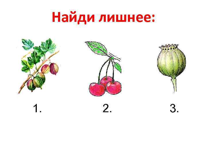 Найди лишнее: 1. 2. 3. 