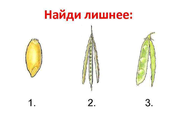 Найди лишнее: 1. 2. 3. 