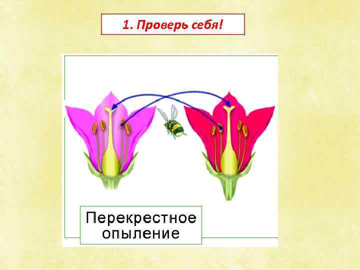 1. Проверь себя! 