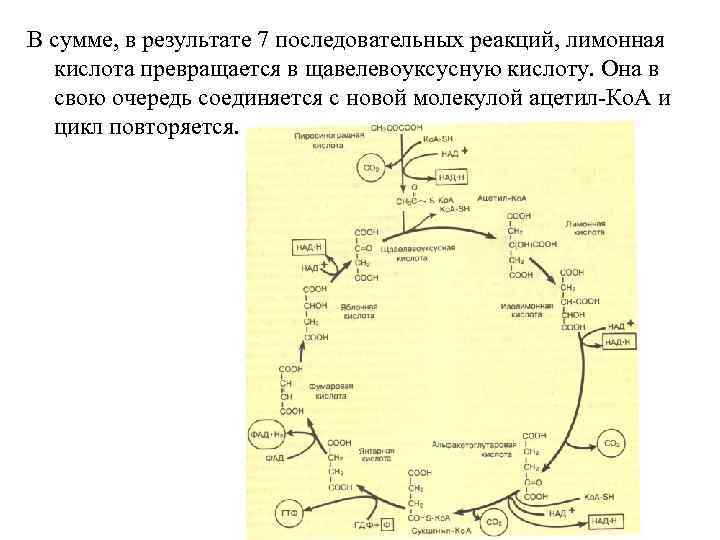 В сумме, в результате 7 последовательных реакций, лимонная кислота превращается в щавелевоуксусную кислоту. Она