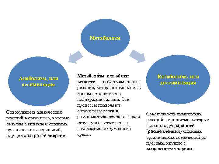 Метаболизм Анаболизм, или ассимиляция Совокупность химических реакций в организме, которые связаны с синтезом сложных