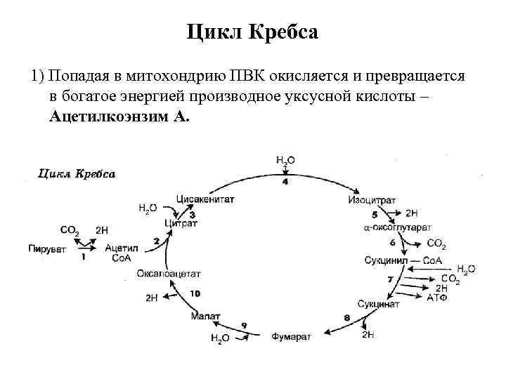 Цикл кребса схема