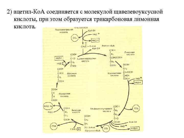 2) ацетил-Ко. А соединяется с молекулой щавелевоуксусной кислоты, при этом образуется трикарбоновая лимонная кислота.