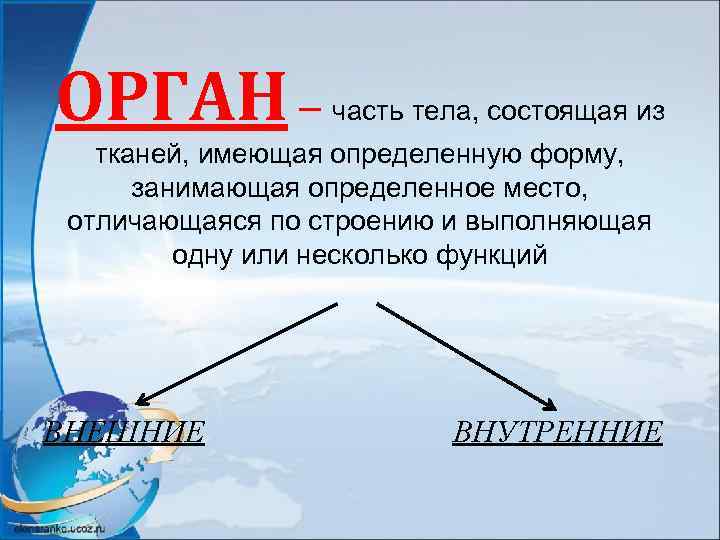 ОРГАН – часть тела, состоящая из тканей, имеющая определенную форму, занимающая определенное место, отличающаяся