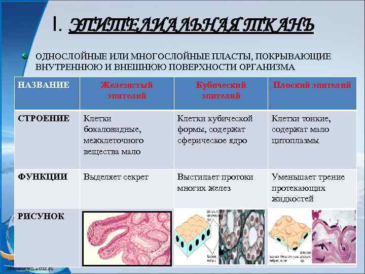 I. ЭПИТЕЛИАЛЬНАЯ ТКАНЬ ОДНОСЛОЙНЫЕ ИЛИ МНОГОСЛОЙНЫЕ ПЛАСТЫ, ПОКРЫВАЮЩИЕ ВНУТРЕННЮЮ И ВНЕШНЮЮ ПОВЕРХНОСТИ ОРГАНИЗМА НАЗВАНИЕ