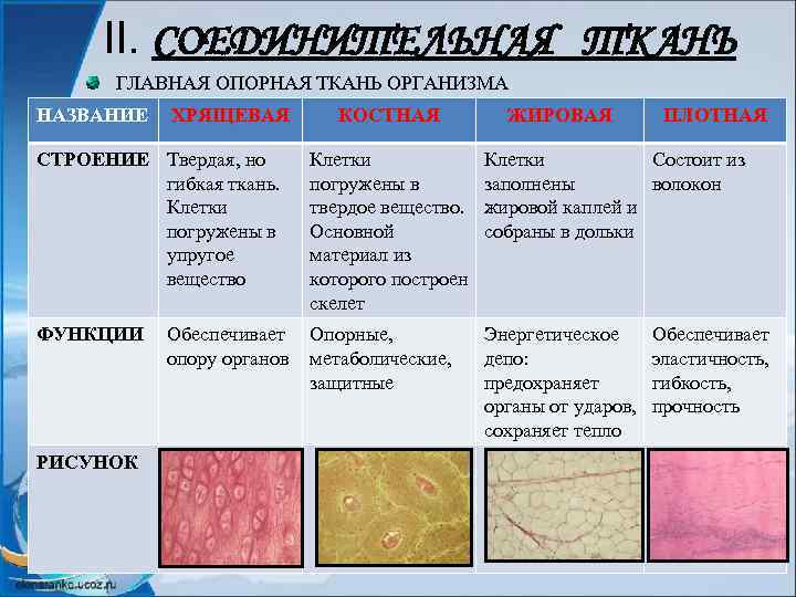 II. СОЕДИНИТЕЛЬНАЯ ТКАНЬ ГЛАВНАЯ ОПОРНАЯ ТКАНЬ ОРГАНИЗМА НАЗВАНИЕ ХРЯЩЕВАЯ КОСТНАЯ ЖИРОВАЯ ПЛОТНАЯ СТРОЕНИЕ Твердая,
