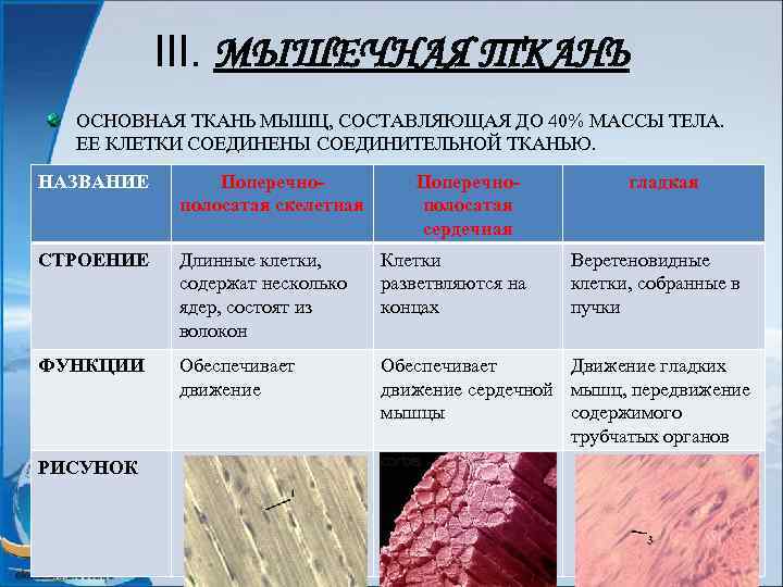 III. МЫШЕЧНАЯ ТКАНЬ ОСНОВНАЯ ТКАНЬ МЫШЦ, СОСТАВЛЯЮЩАЯ ДО 40% МАССЫ ТЕЛА. ЕЕ КЛЕТКИ СОЕДИНЕНЫ