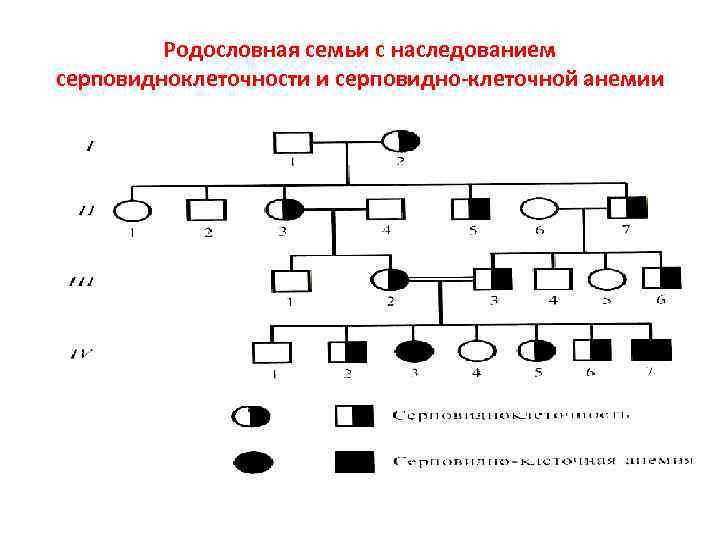 Родословная семьи с наследованием серповидноклеточности и серповидно-клеточной анемии 