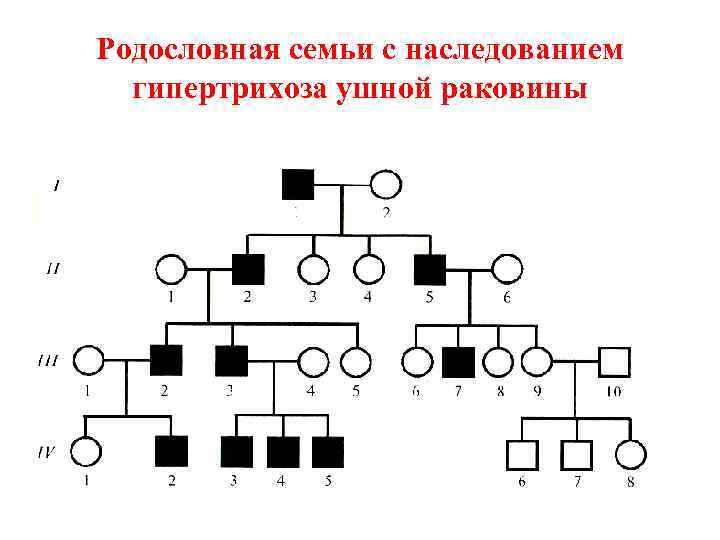 Родословная семьи с наследованием гипертрихоза ушной раковины 