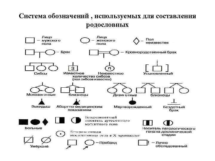 Система обозначений , используемых для составления родословных 