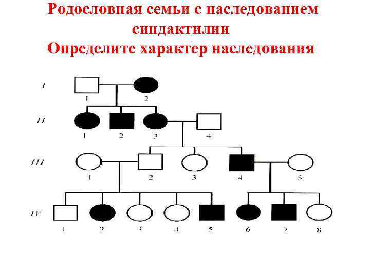  Родословная семьи с наследованием синдактилии Определите характер наследования 