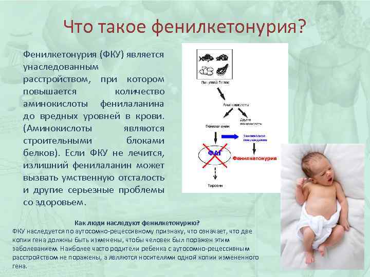 Что такое фенилкетонурия? Фенилкетонурия (ФКУ) является унаследованным расстройством, при котором повышается количество аминокислоты фенилаланина