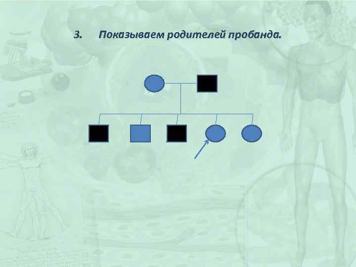 3. Показываем родителей пробанда. 