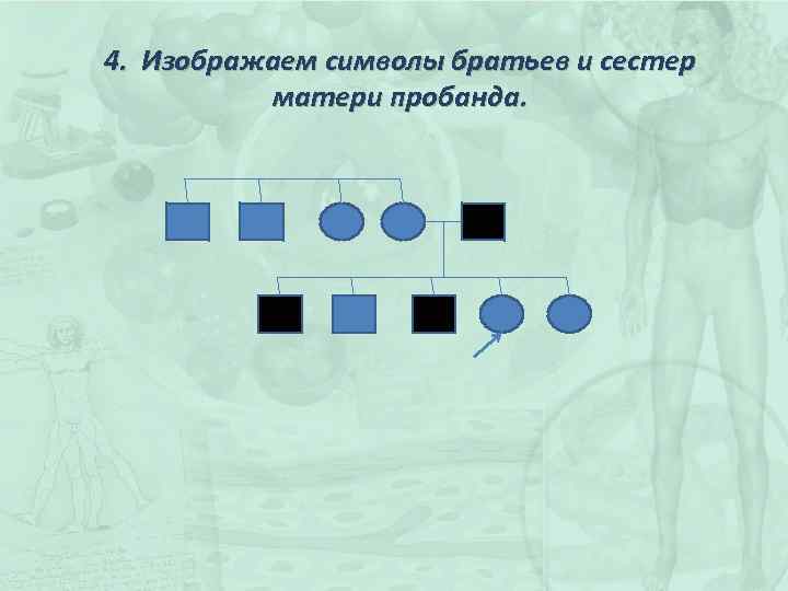 4. Изображаем символы братьев и сестер матери пробанда. 