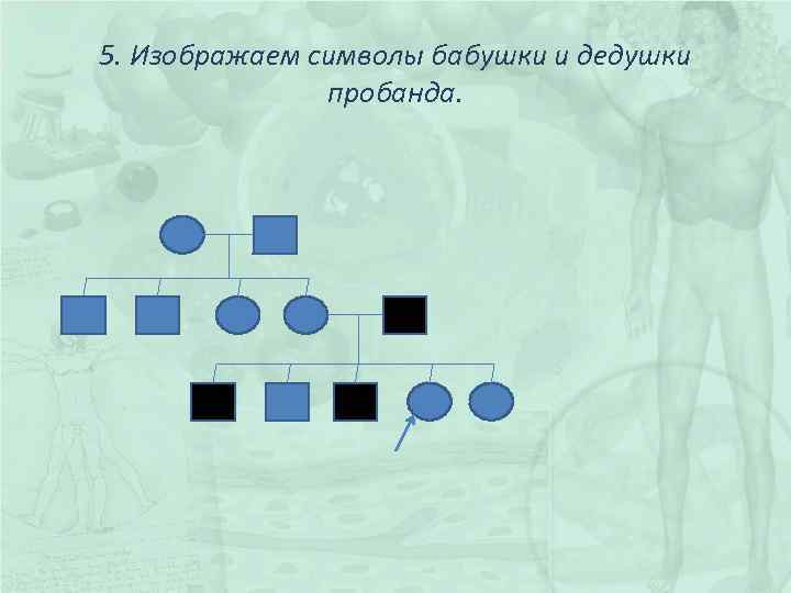 5. Изображаем символы бабушки и дедушки пробанда. 