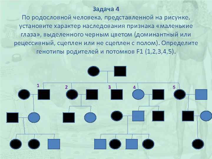 Задача 4 По родословной человека, представленной на рисунке, установите характер наследования признака «маленькие глаза»