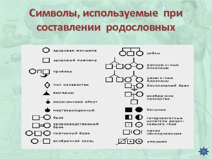 Символы, используемые при составлении родословных 