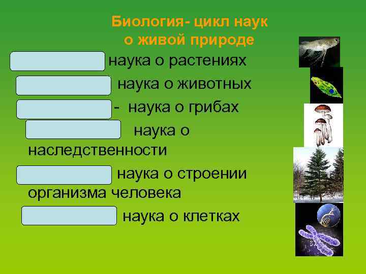 Биология- цикл наук о живой природе Ботаника- наука о растениях Зоология- наука о животных