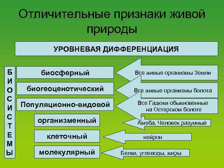 Отличительные признаки живой природы УРОВНЕВАЯ ДИФФЕРЕНЦИАЦИЯ Б биосферный И биогеоценотический О С И Популяционно-видовой