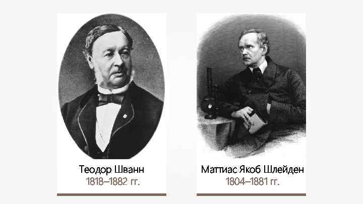 Теодор Шванн 1818– 1882 гг. Маттиас Якоб Шлейден 1804– 1881 гг. 