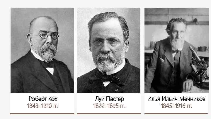Роберт Кох 1843– 1910 гг. Луи Пастер 1822– 1895 гг. Илья Ильич Мечников 1845–