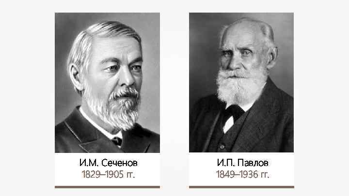 И. М. Сеченов 1829– 1905 гг. И. П. Павлов 1849– 1936 гг. 